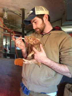 Jeff feeding a piglet