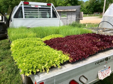 Farm truck bed