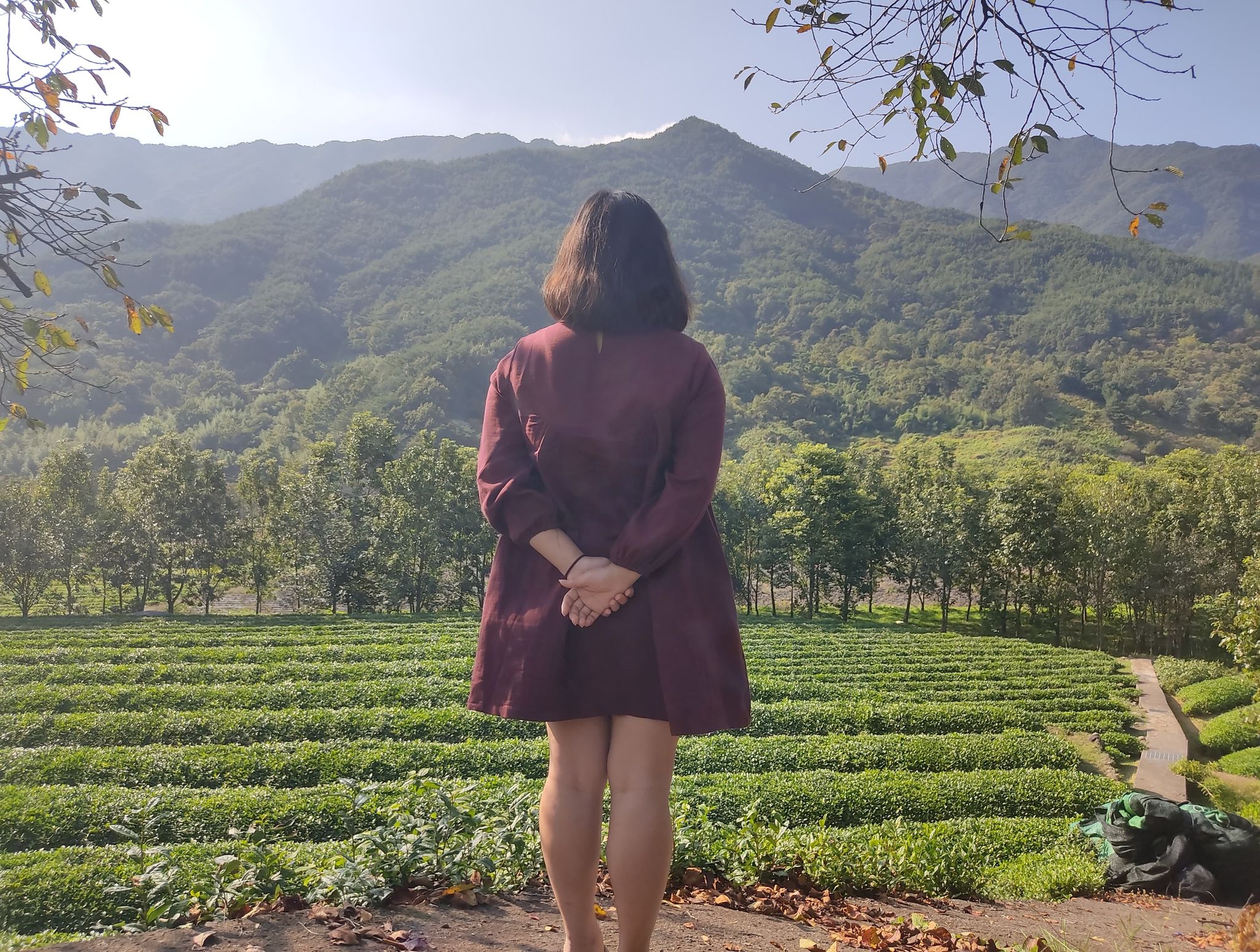 Hadong Green Tea Fields